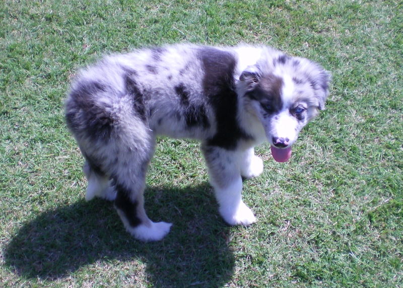 Scout poses in the sun